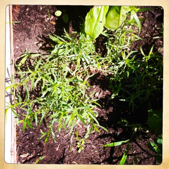 Tarragon